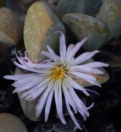 Cerochlamys pachyphylla, photographed by Nicola van Berkel