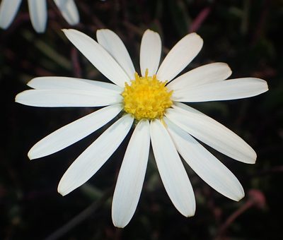 Crassothonna alba, photographed by Nicola van Berkel