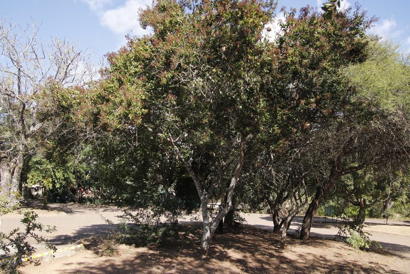 Galpinia transvaalica, photographed by Tony Rebelo