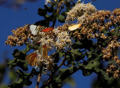 Gymnanthemum coloratum, photographed by Tony Rebelo