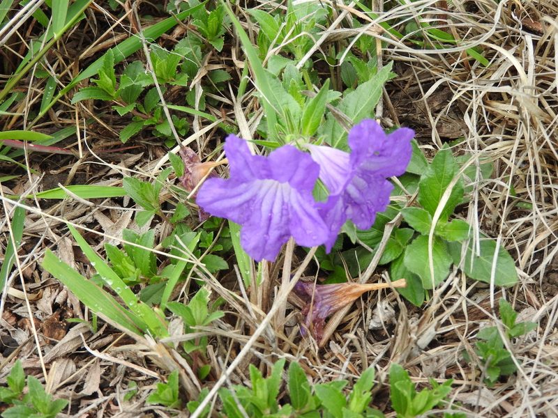 Ruellia lactea, photographed by Oscar Alejandro Morales Juárez