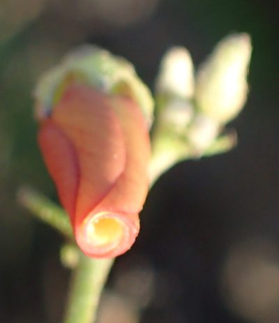Hermannia pulverata, photographed by Nicola van Berkel