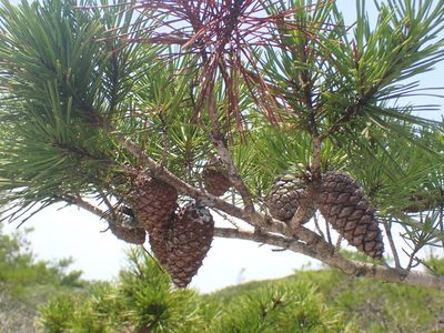 Pinus clausa, photographed by Cole Shoemaker