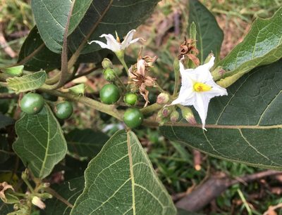 Solanum stellatiglandulosum, photographed by Andrew J. Crawford