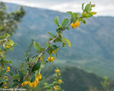 Berberis commutata, photographed by Gonzalo Martinez