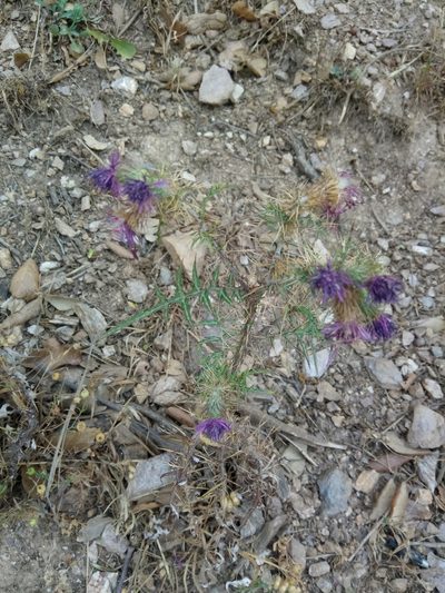 Galactites mutabilis, photographed by Karim Haddad