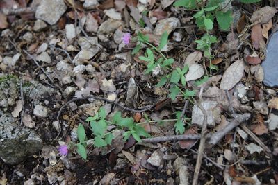 Centaurea pectinata, photographed by Olivier Argagnon