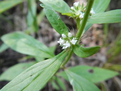 Spermacoce glabra, photographed by Michael J. Gras, M.Ed.