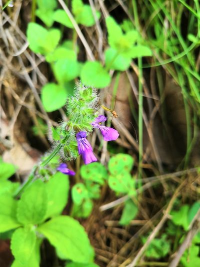 Salvia veronicifolia, photographed by Ana Nuño