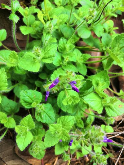 Salvia veronicifolia, photographed by Ana Nuño