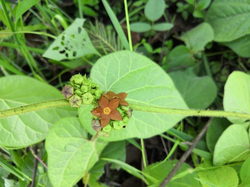 Mexicania congesta, photographed by Ana Nuño