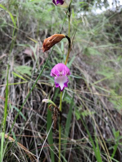 Bletia campanulata, photographed by Ana Nuño