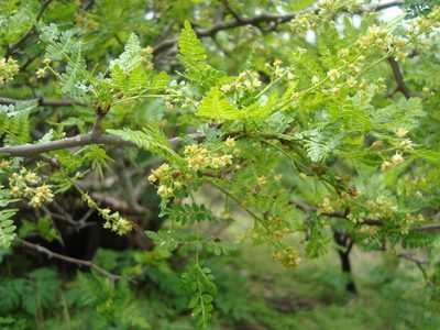 Bursera bipinnata, photographed by Ana Nuño
