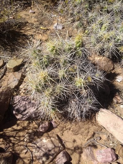 Cumulopuntia chichensis, photographed by Naturalist Tours