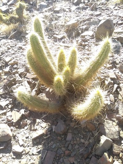 Soehrensia camarguensis, photographed by Naturalist Tours
