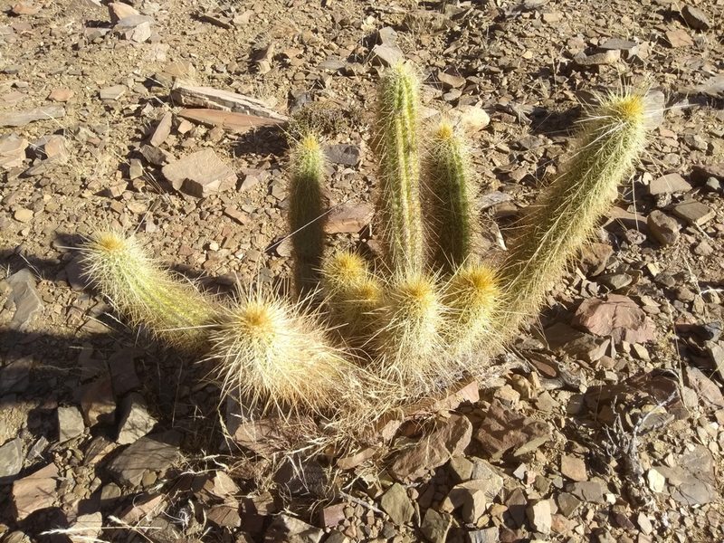 Soehrensia camarguensis, photographed by Naturalist Tours