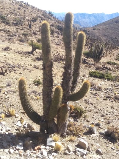 Leucostele werdermanniana, photographed by Naturalist Tours