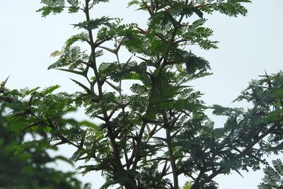 Vachellia cornigera, photographed by Sebastián de Jesús Herrera Buenfil