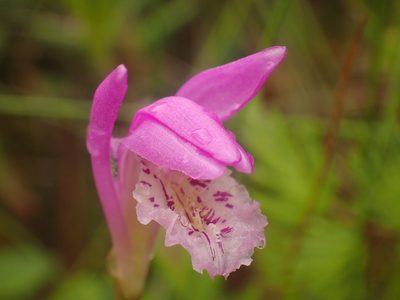 Arethusa bulbosa, photographed by Ian Manning