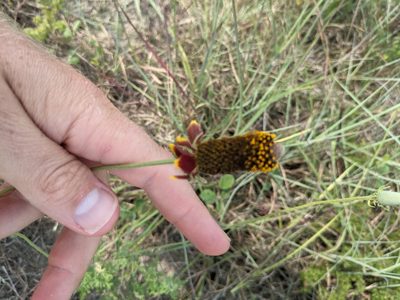 Ratibida peduncularis, photographed by Cleveland Powell