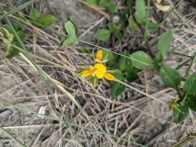 Rhynchosia americana, photographed by Cleveland Powell