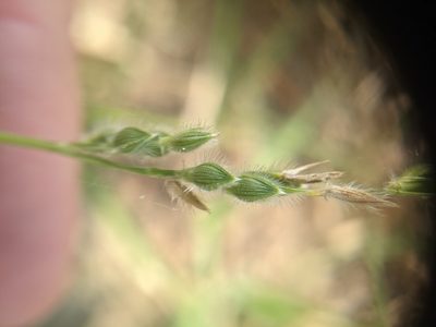 Urochloa ciliatissima, photographed by Cleveland Powell