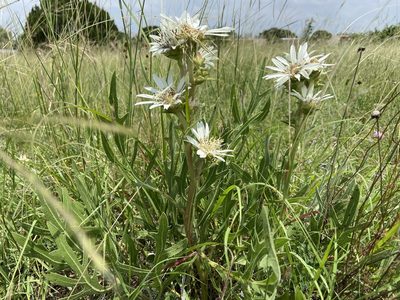 Silphium albiflorum, photographed by Reid Hardin