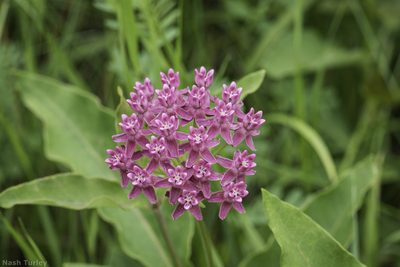 Asclepias purpurascens, photographed by Nash Turley