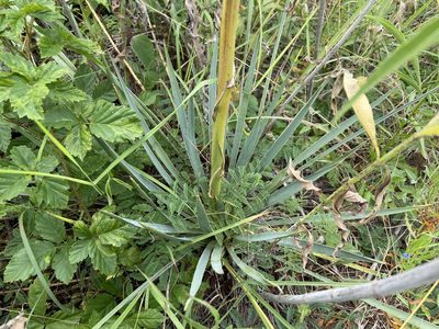 Yucca arkansana, photographed by Reid Hardin