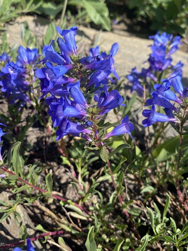 Penstemon leonardii, photographed by Matt Berger