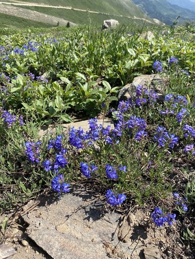 Penstemon leonardii, photographed by Matt Berger
