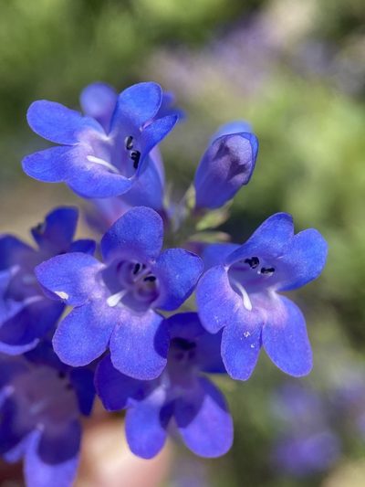 Penstemon leonardii, photographed by Matt Berger