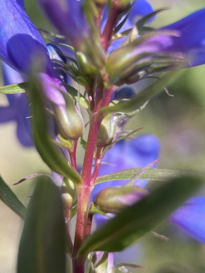 Penstemon leonardii, photographed by Matt Berger