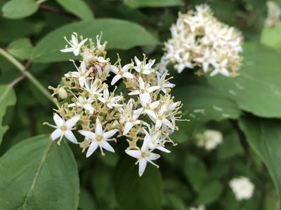 Cornus obliqua, photographed by Michelle Norcéide