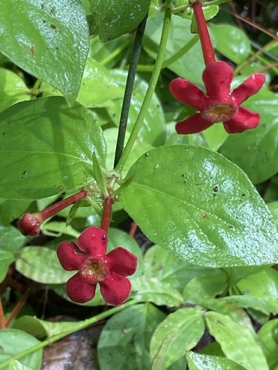 Rovaeanthus strigosus, photographed by Juanito Escamilla