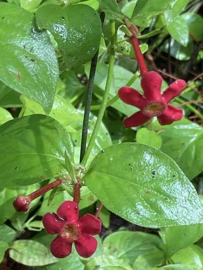 Rovaeanthus strigosus, photographed by Juanito Escamilla