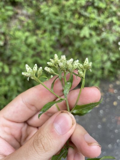 Sericocarpus caespitosus, photographed by Brandon Wheeler
