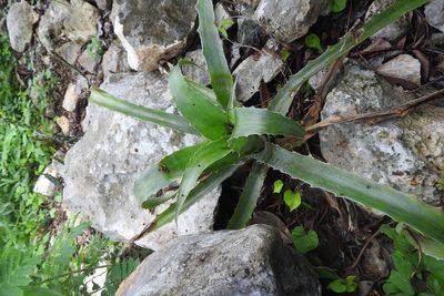 Bromelia pinguin, photographed by Sebastián de Jesús Herrera Buenfil