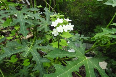 Cnidoscolus aconitifolius, photographed by Sebastián de Jesús Herrera Buenfil