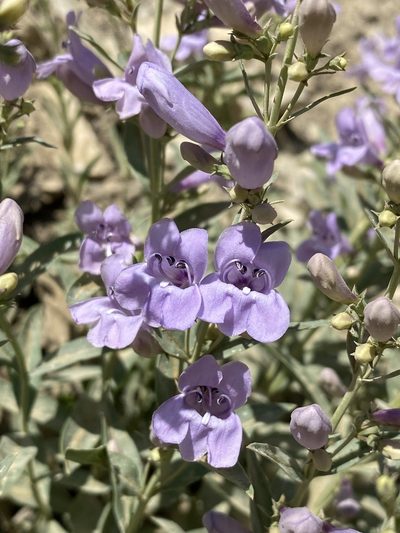 Penstemon platyphyllus, photographed by Matt Berger