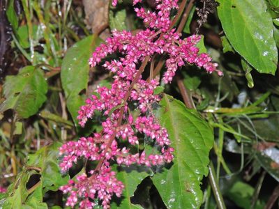Chamissoa altissima, photographed by William G. Borges