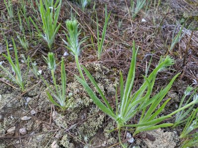 Plantago aristata, photographed by Zac Peterson