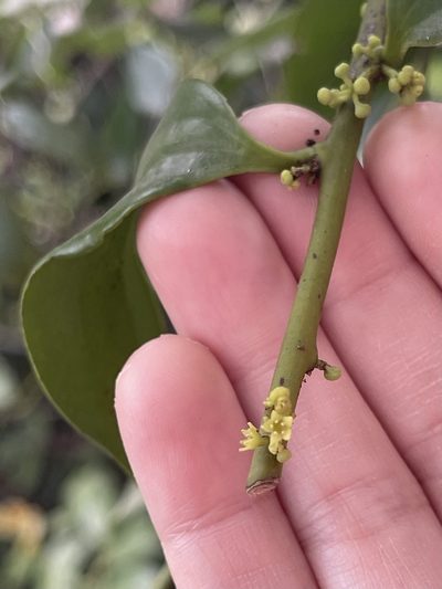 Dendrotrophe varians, photographed by Yj