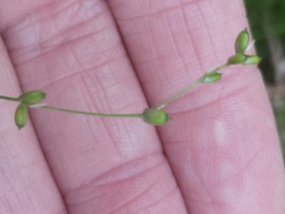 Carex disperma, photographed by Alexis Williams
