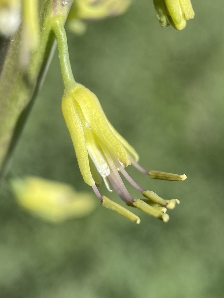 Chlorocrambe hastata, photographed by Matt Berger