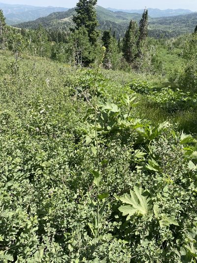Chlorocrambe hastata, photographed by Matt Berger