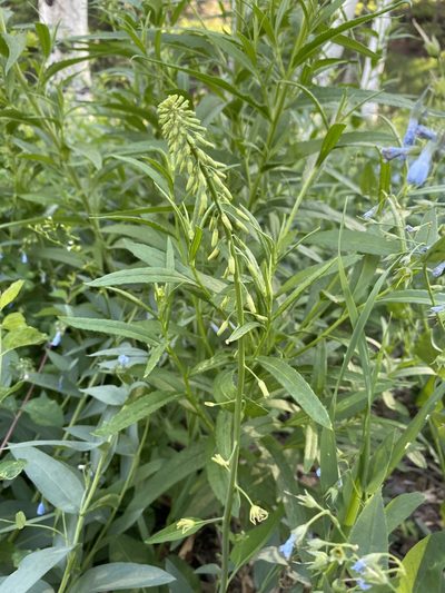 Chlorocrambe hastata, photographed by Matt Berger
