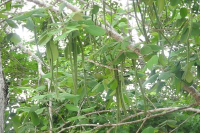 Senna atomaria, photographed by Sebastián de Jesús Herrera Buenfil