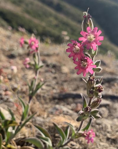 Silene scouleri, photographed by Leesa Greenlee