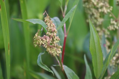 Rumex verticillatus, photographed by Henry "Nick" Robertson